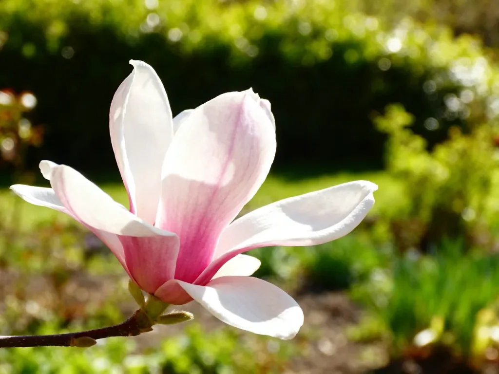 Delikatny, różowo-biały kwiat magnolii w pełnym rozkwicie na tle słonecznego, wiosennego ogrodu.