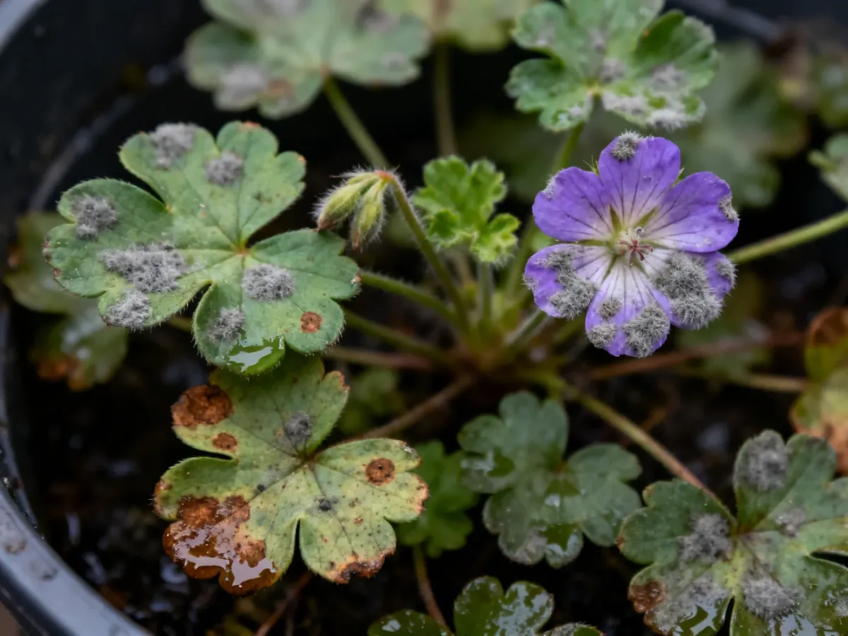 Objawy szarej pleśni na liściach i kwiatach pelargonii